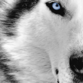 MysticW
