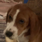 natalie_anderz_badger_k12_wi_us