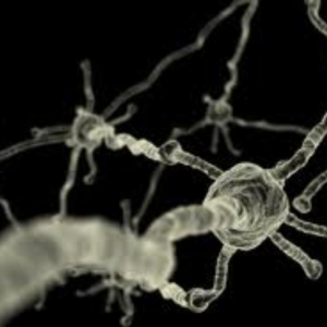 Neuron