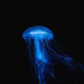 Jellyfish