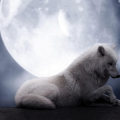 nightmoon