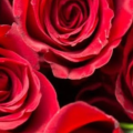 nilselamlar03_gmail_com