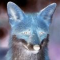 the ethereal  fox