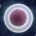 Nucleus