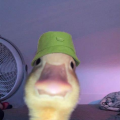 Rinodan