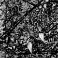 olga_tablet__