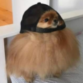 ooffennecfox