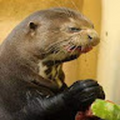 Otter_0