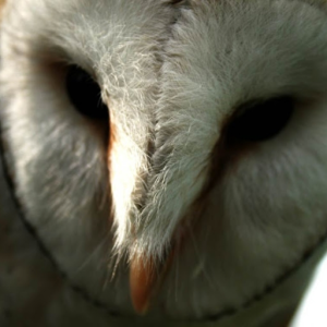 OwI