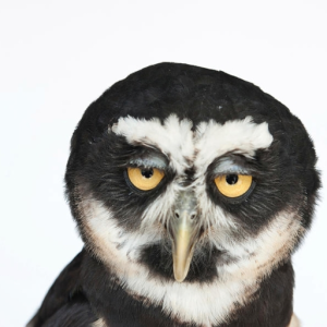 owlbrim