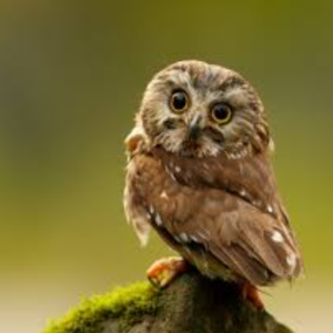 owllover2