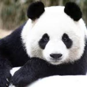 Pandorium!