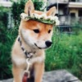 lia