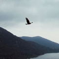 Pendulum_nemo