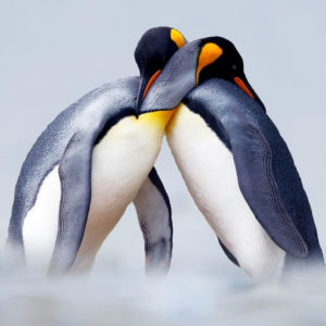 Penguin2012