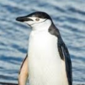 Penguin_son