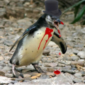PenguinMasturbator