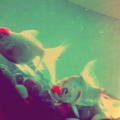 perezwtf