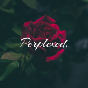 PerpleXed
