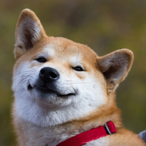 Petev