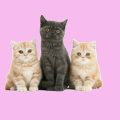 PetitChatonRose