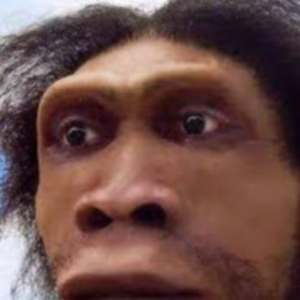 Philliocus