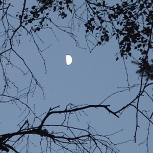 Greenscoff