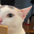 PickelChampion123