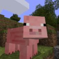 piggy