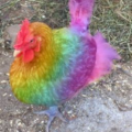 RainbowChicken