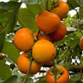 pjephr36_harrisonburg_k12_va_us