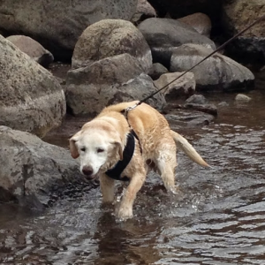 pluto260