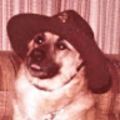 poidawg