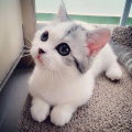 pollivo21_gmail_com