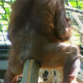 PouPou