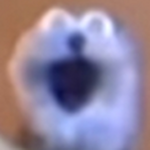 ppnut