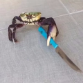crabdad