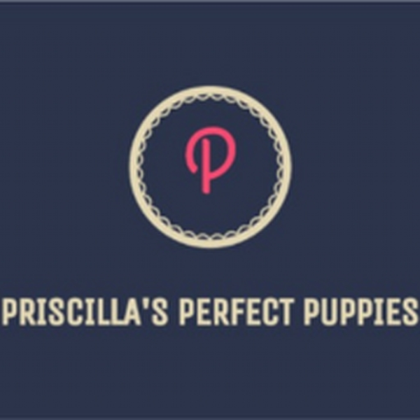 Priscillas Perfect Puppy