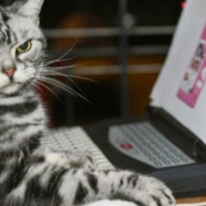 programming_cats