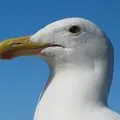 Puchif
