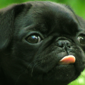 PUGZ