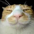 ohlook_kittens