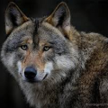 RaElYnWoLf76