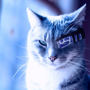 raidcat
