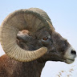 rammb