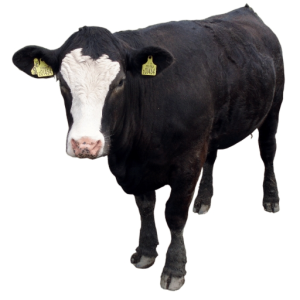 randomcow