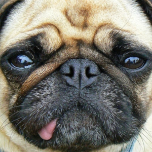 raphasnoop