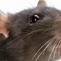 ratplayer