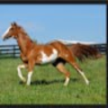 rbre_concho_k12_az_us