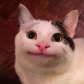 Regal_Lion13